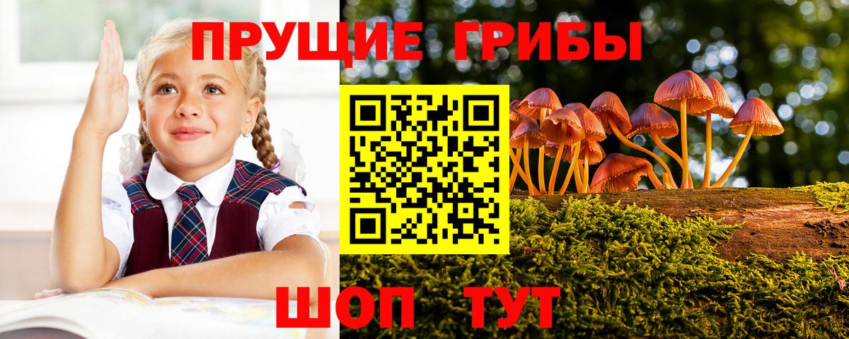 купить наркотик  Вход с VPN  Псилоцибиновые грибы MAGIC MUSHROOMS  Новороссийск  Псилоцибиновые грибы мухоморы 